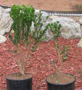 The two boxwood after repotting and trimming