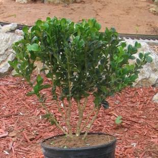 The second boxwood after pruning