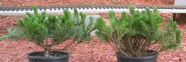 Pruned and unpruned Mugho pines