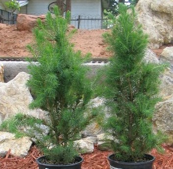 Two dwarf Alberta Spruce - untrimmed